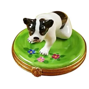 Boston Terrier Dog