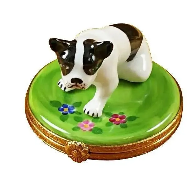 Boston Terrier Dog