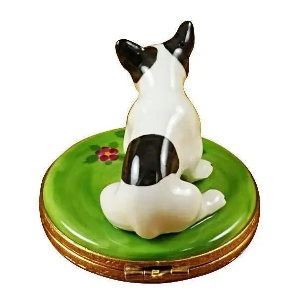 Boston Terrier Dog